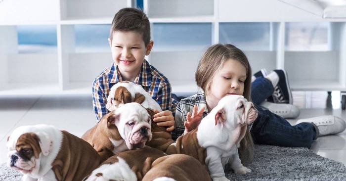 Какую собаку лучше завести в квартире, для ребенка и новичку?