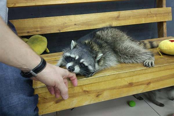 Енот полоскун животное. описание, особенности, образ жизни и среда обитания енота полоскуна | живность.ру