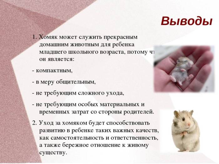 Сирийский хомяк