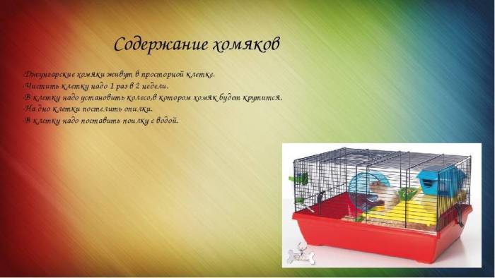 Как ухаживать за хомяком в домашних условиях: советы и правила содержания