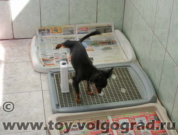 Как отучить собаку писать дома в неположенном месте