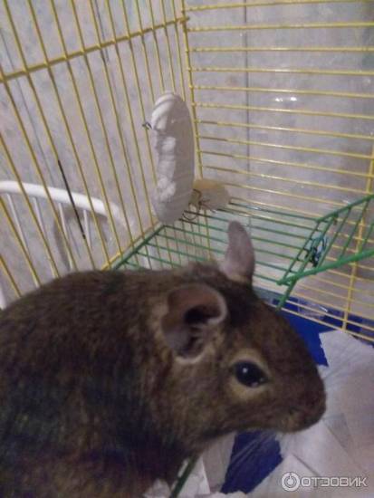 Пищевое поведение в 2 – 4 года - agulife.ru