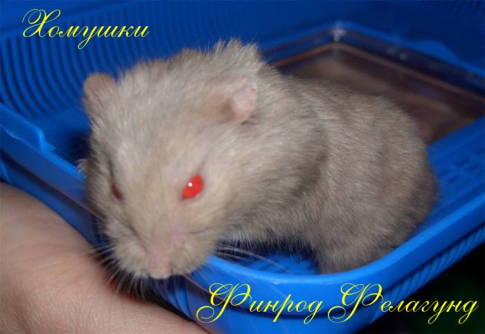 Как определить возраст хомяка и не приобрести старую особь