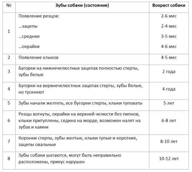 Как узнать возраст собаки