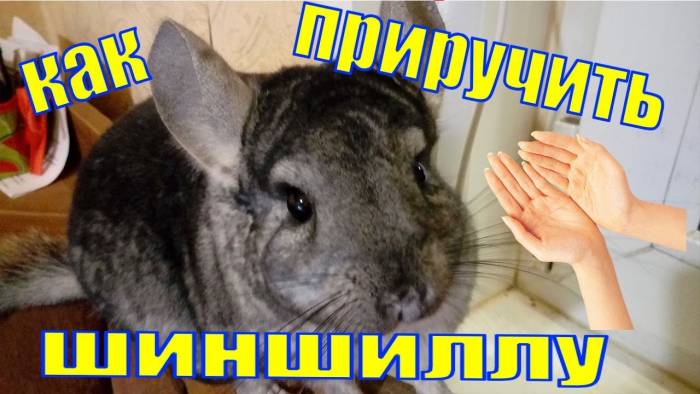 10 шагов как приручить шиншиллу к рукам