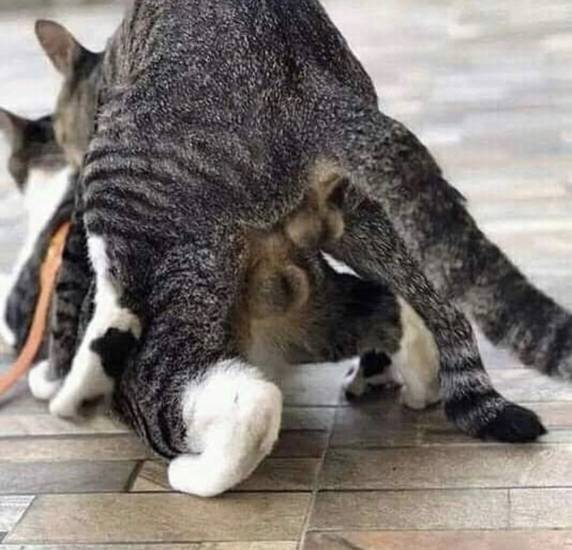 Что будет если целовать кошку: почему это запрещено и как это воспринимают коты