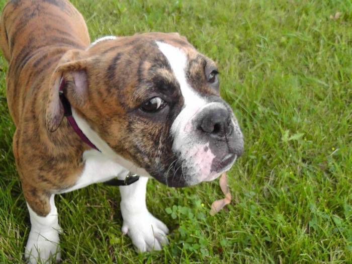 Подробное описание заново созданного старотипного староанглийского бульдога