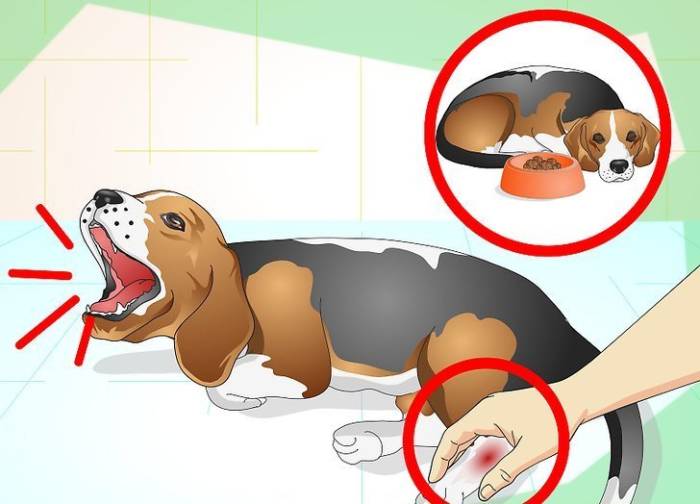 У собаки отказали задние лапы причины