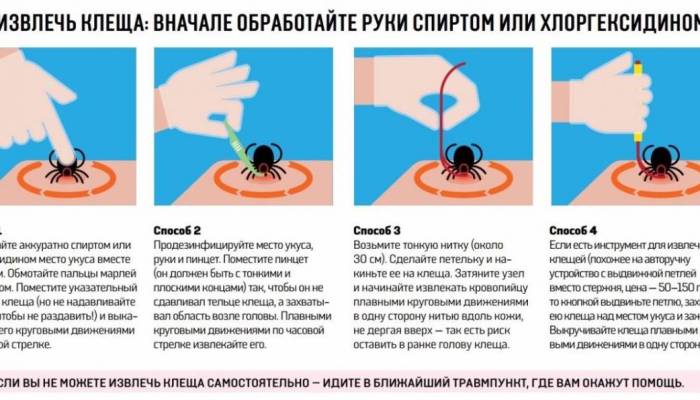 Как вытащить клеща у собаки в домашних условиях