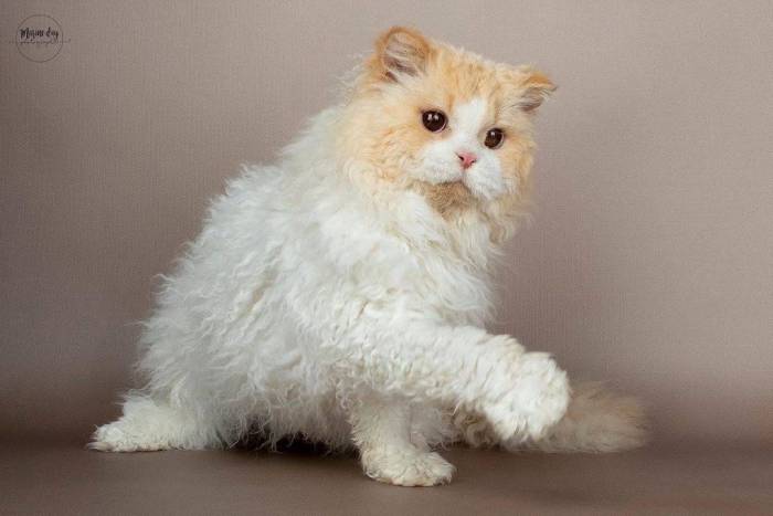 Селкирк рекс – полный обзор породы с фото и видео