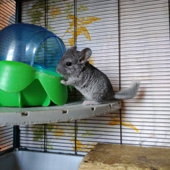 Разведение шиншилл - бизнес у вас дома - технология бизнеса