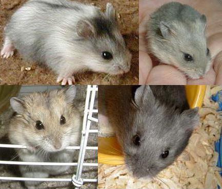 Какого хомяка лучше завести для себя и ребенка, как выбрать