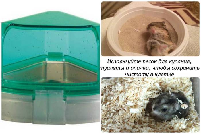 Уход и содержание хомяков в домашних условиях
