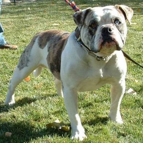 Собаки » породы » алапахский чистокровный бульдог