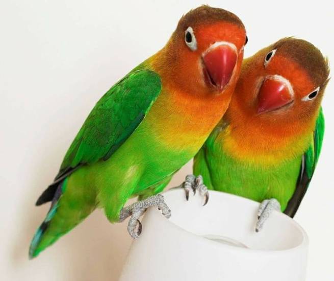 Попугаи неразлучники: правила содержания и ухода