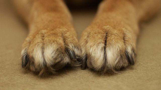 Чем лечить грибок у собаки на коже