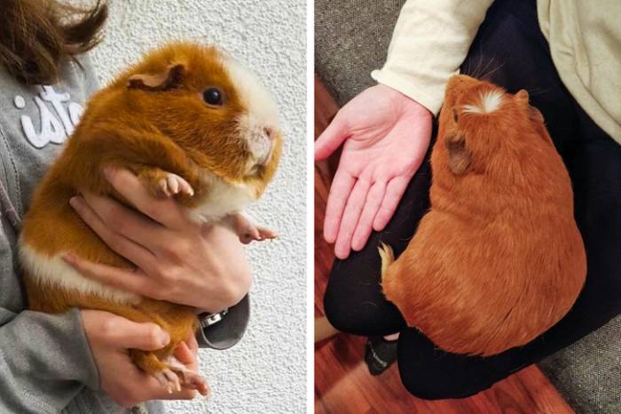 Морская свинка: описание, породы, уход, образ жизни | планета животных