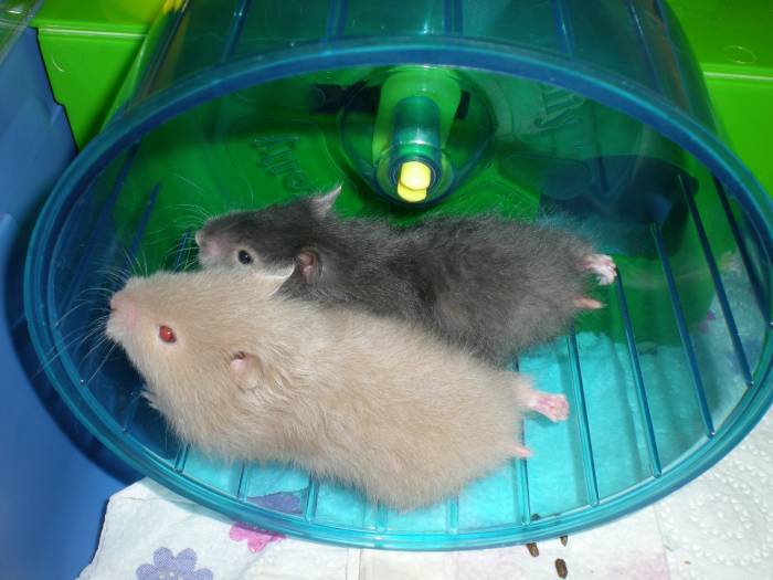 Колесо для хомяка: как сделать своими руками, как приучить грызуна к тренажеру