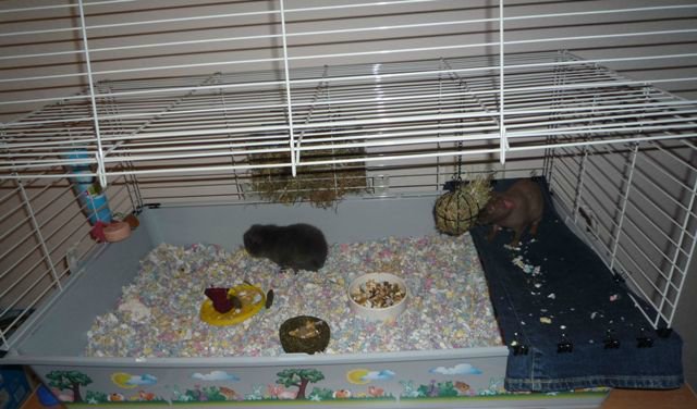 Как поймать сбежавшего хомяка в квартире: что делать, если не получается найти