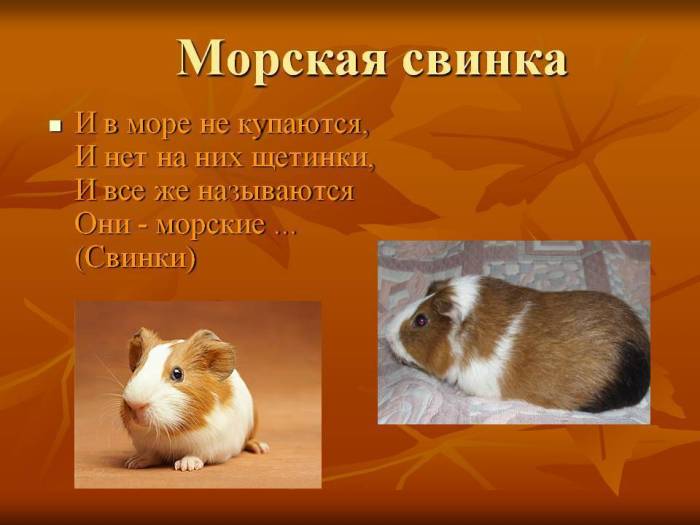 Сколько лет живут морские свинки: средняя продолжительность жизни в домашних условиях и на воле, возраст по человеческим меркам