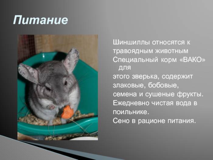 Стоит ли заводить шиншиллу: плюсы и минусы домашнего животного в квартире