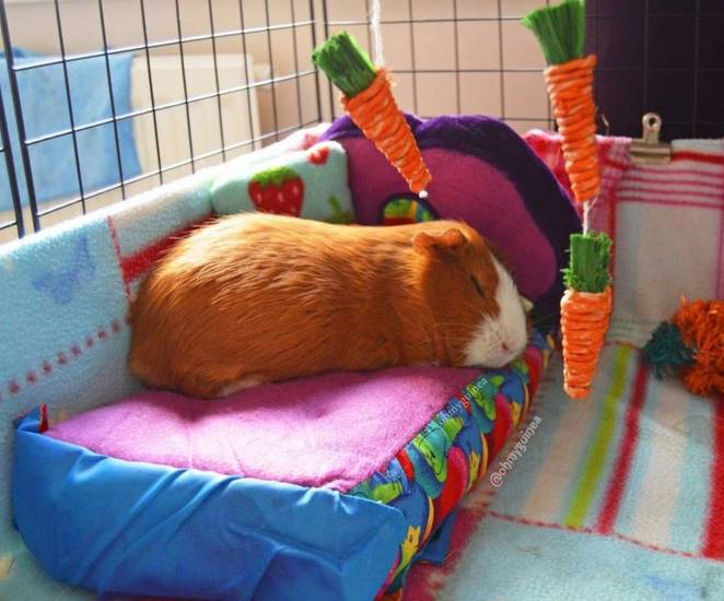Изготовление игрушек для морских свинок