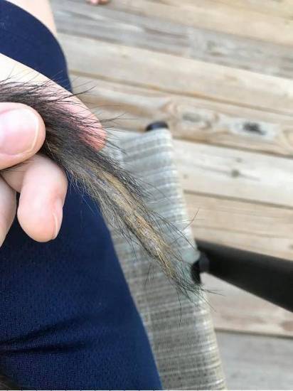 Почему у хорька лысеет и облазит хвост: причины — selok.info