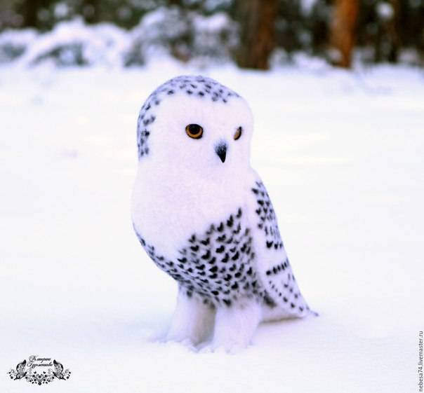 Домашняя сова