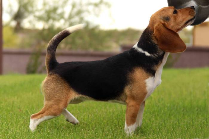 Что значит собака компаньон: топ самых лучших таких пород для квартиры