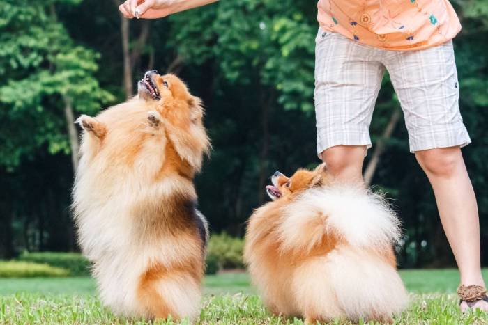 Возможно ли самостоятельно воспитать и дрессировать собак породы шпиц
