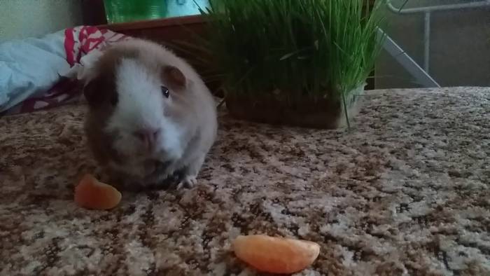 Какими продуктами можно кормить морских свинок - omvesti.com