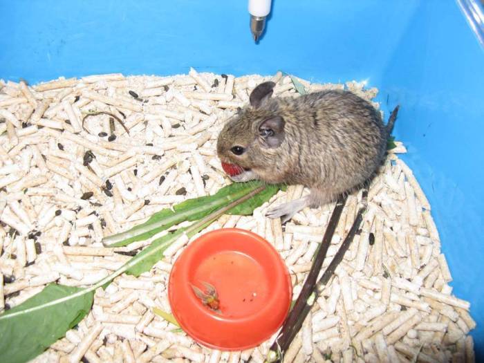 Чем кормить белку дегу: что едят - отзывы