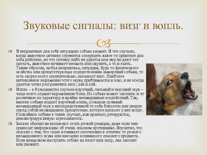 Собака плохо ест, но активная: причины, лечение