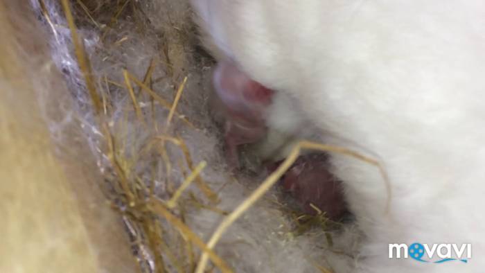 Когда нужно отсаживать крольчат от крольчихи