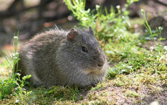 Где живут морские свинки в дикой природе, родина и естественная среда обитания грызуна