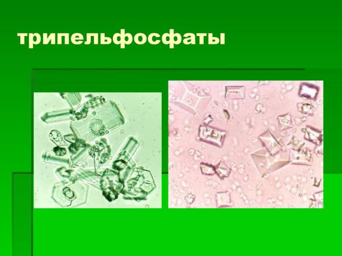 Трипельфосфаты в моче у кошки (кота): норма, диета, лечение