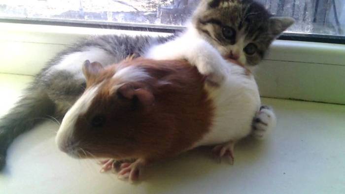 Морская свинка и кошка в одном доме — может ли кошка съесть морскую свинку