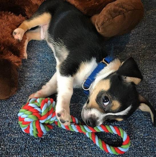 Плюсы и минусы, связанные с заведением собаки