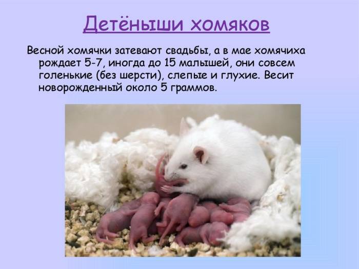 Интересные факты о хомяках для детей: топ-10