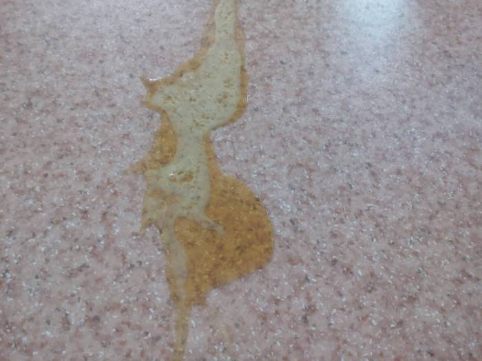 Собаку рвет белой пеной: защитный механизм или патологические причины, диагностика и лечение, что делать хозяину