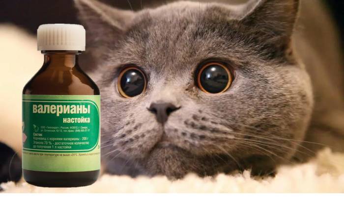 Почему коты любят валерьянку | блог ветклиники "беланта"