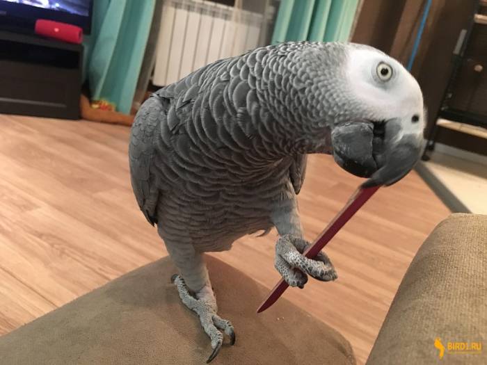 Где лучше купить попугая: зоомагазины, питомники, рынки, форумы