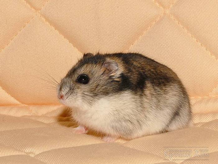 Клички для черно белого хомяка