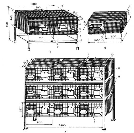 Размеры клетки для кроликов по видам и особенностям
