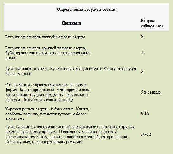 Как определить возраст собаки? смотрите таблицу