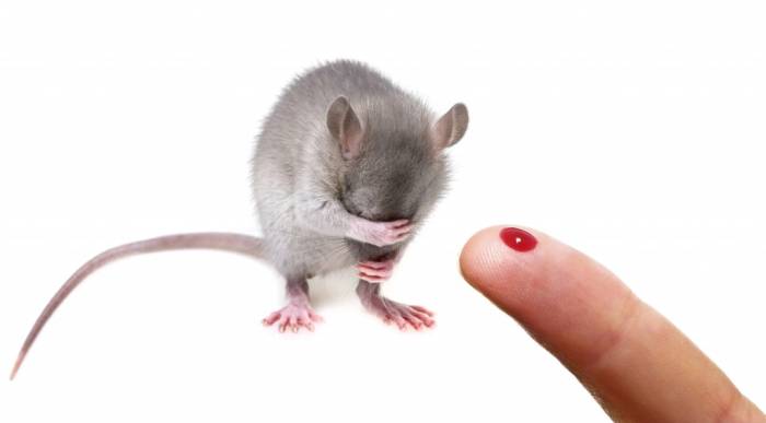 Что делать если укусил хомяк до крови