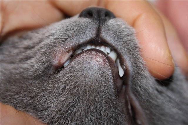 Эозинофильная гранулема у кошек: причины, симптомы, лечение, фото