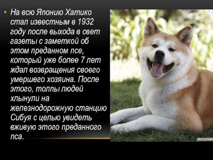 Хатико - порода собаки акита-ину (фото): отличный компаньон и своенравный друг