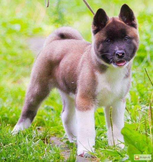 Американские породы собак - окружающий мир вокруг нас