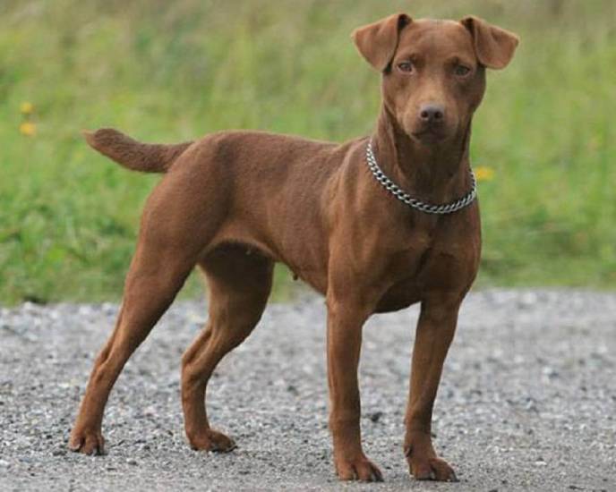 Маленькие породы собак - фото и названия, каталог декоративных собак